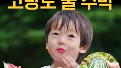 놓치면 후회! 겨울 고당도 수박🍉 특가 득템 후기